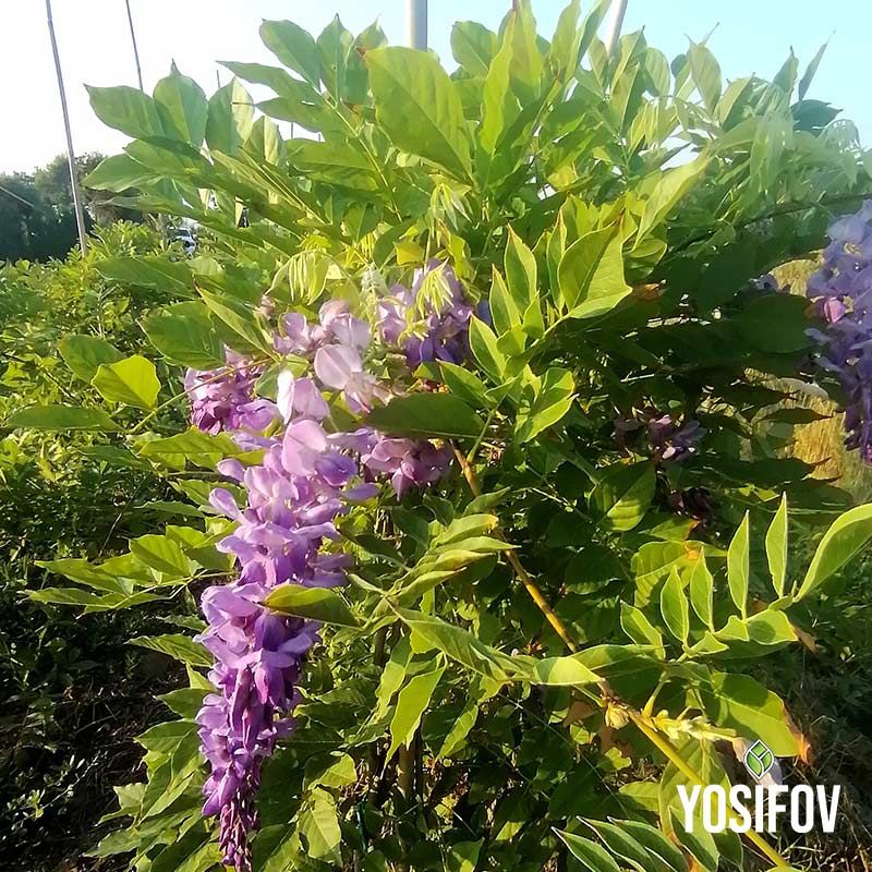Здрава, добре развита глициния с лъскави зелени сложни листа и наситено лилави висящи съцветия, заснета в естествена градинска среда в разсадник Йосифов. Снимката демонстрира как растението изглежда през активния вегетационен период.