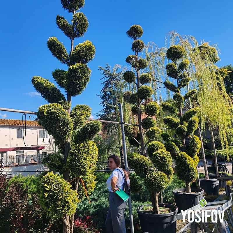 Голд Райдер Топиар Пом Пон