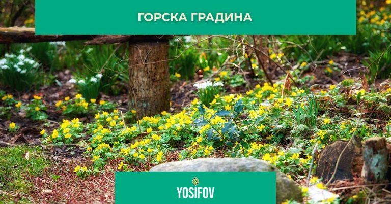 Горска градина: Ландшафтен дизайн