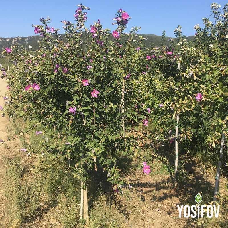 Розов Хибискус дървовиден