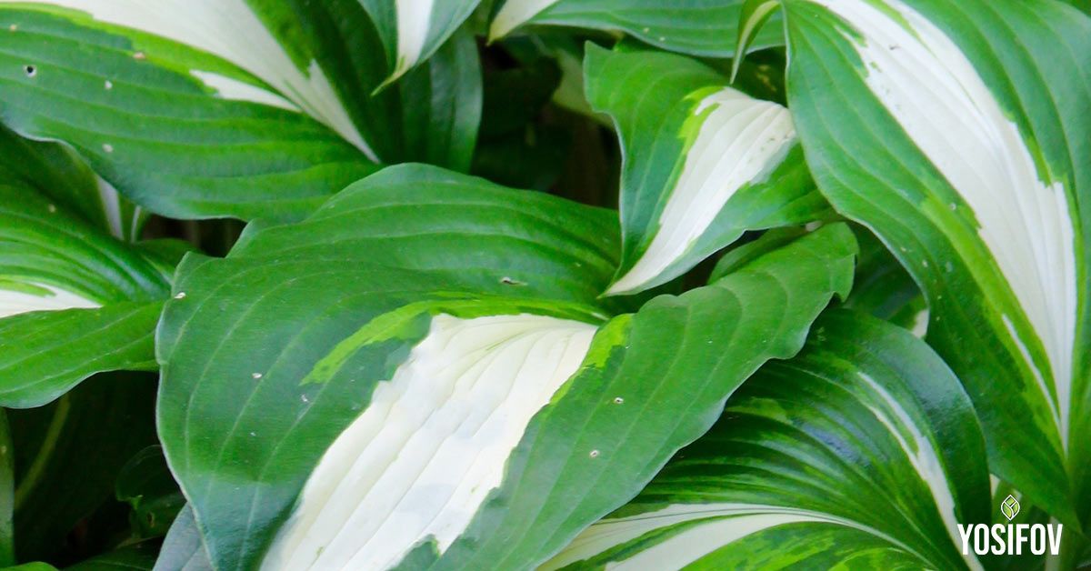 Хоста: Декоративно растение, обичащо сянка