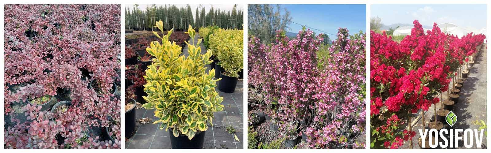 Декоративни Храсти