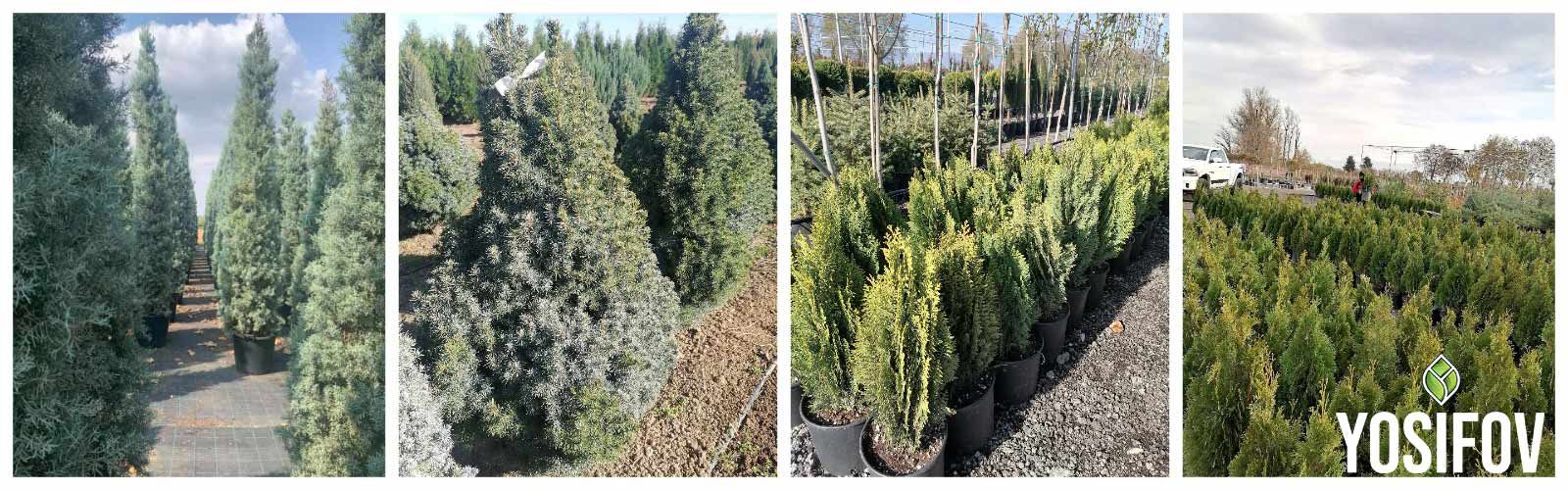 Иглолистни Растения