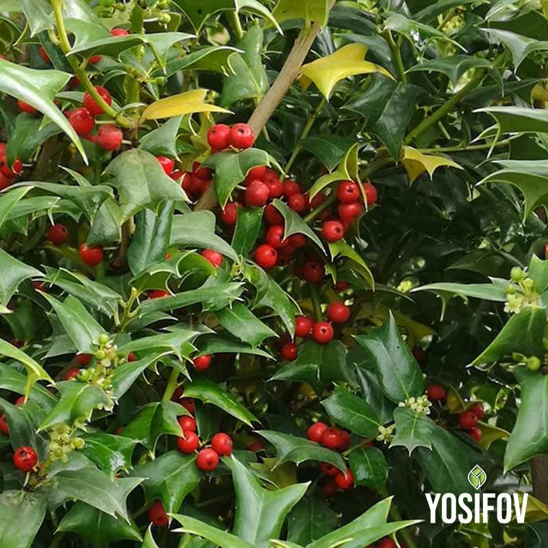 Декоративен храст Илекс (джел) с ярко червени плодове, отгледан в разсадник Йосифов