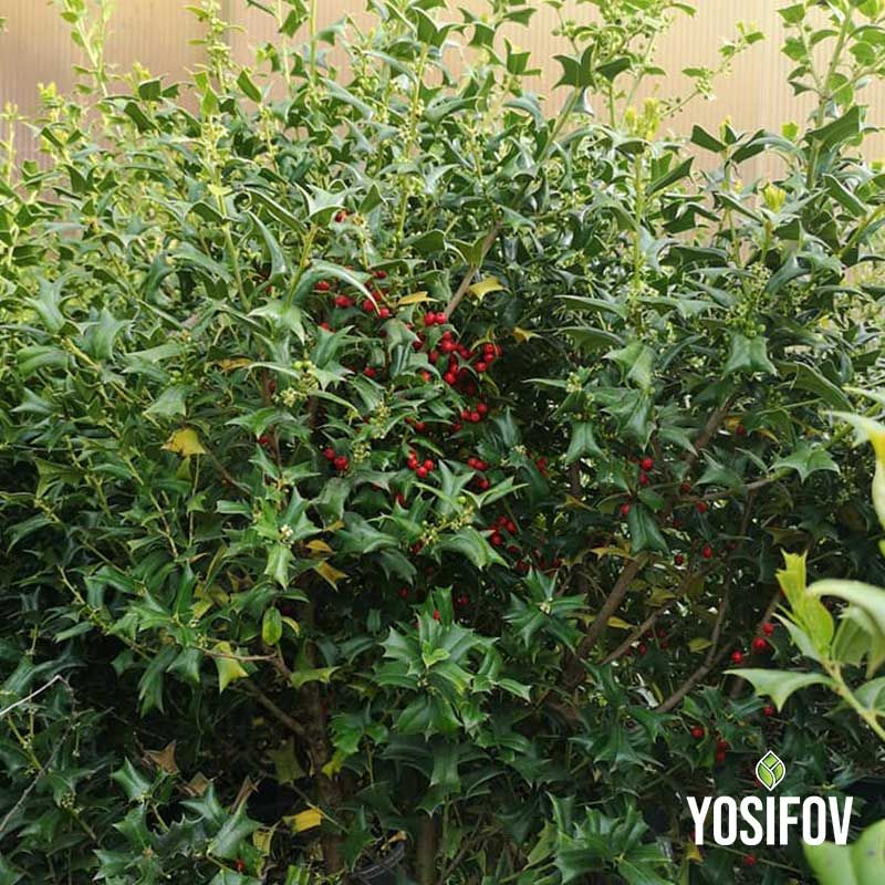 Зрял храст джел с обилно плодоносене в контейнер от разсадник Йосифов