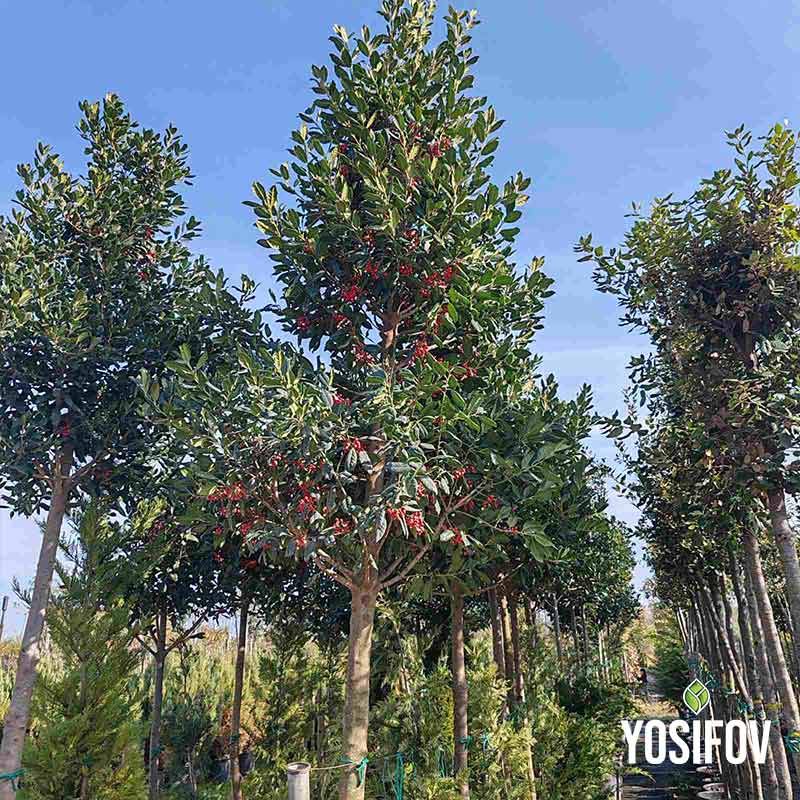 Високи дървета Илекс (джел) с пирамидална форма, отгледани в разсадник Йосифов