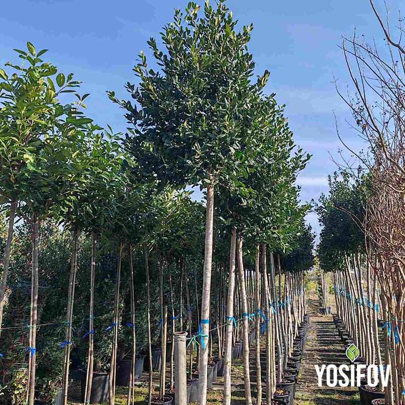 Алея от едроразмерни дървета Илекс в саксии, готови за засаждане от разсадник Йосифов