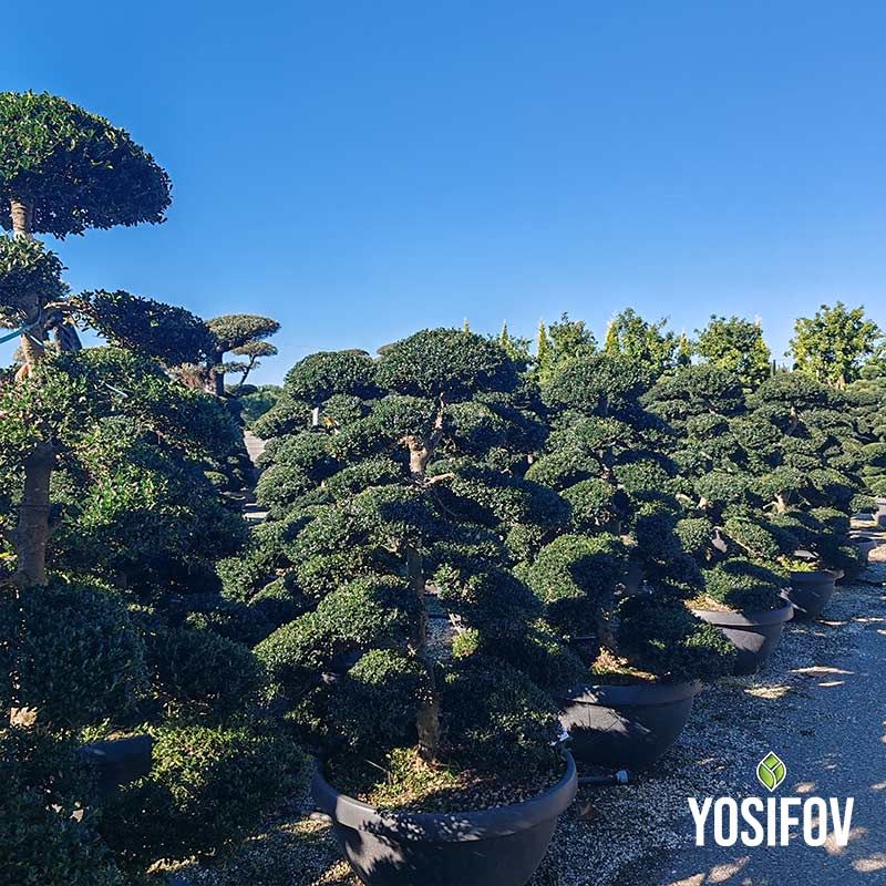 Бонсай Илекс Крената