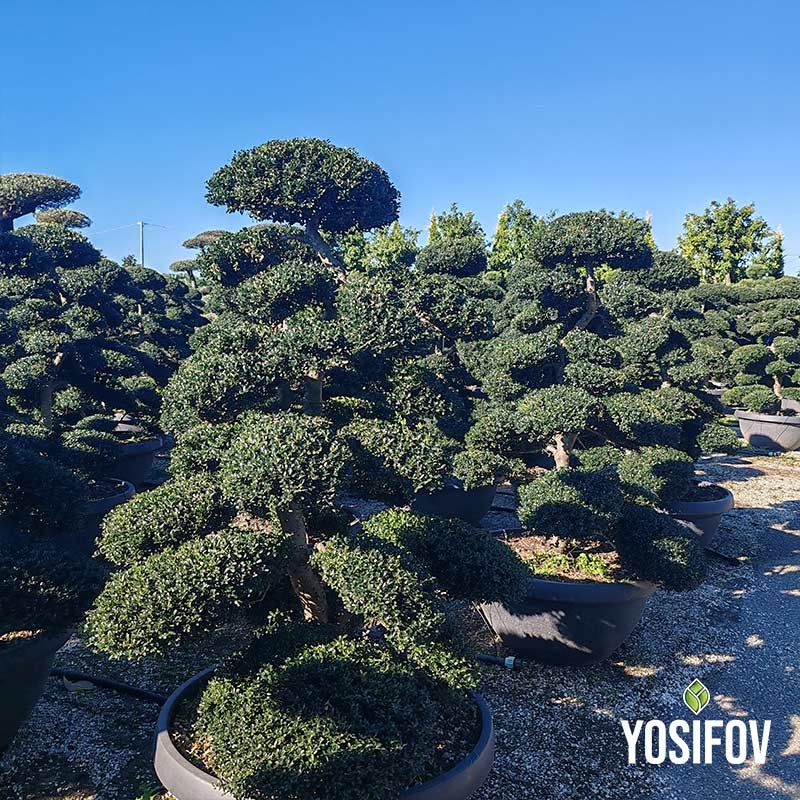 Бонсай Илекс Крената