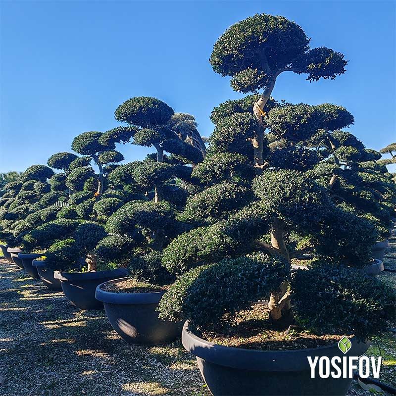 илекс крената бонсай