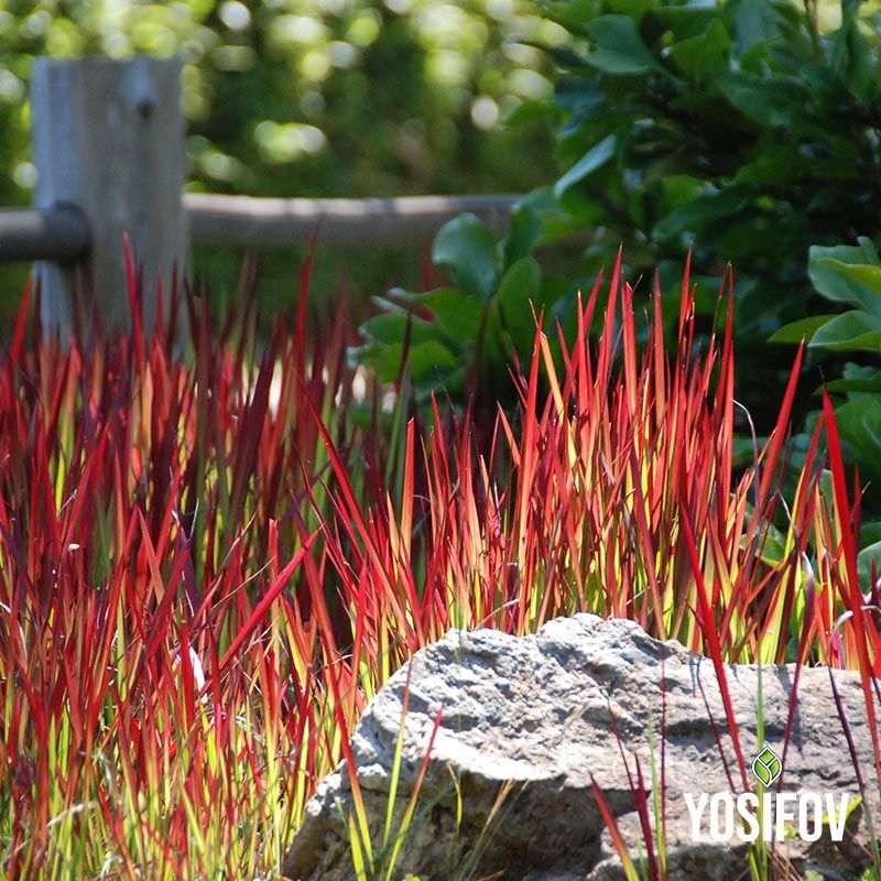 Декоративна трева Императа "Червен Барон" от разсадник Йосифов