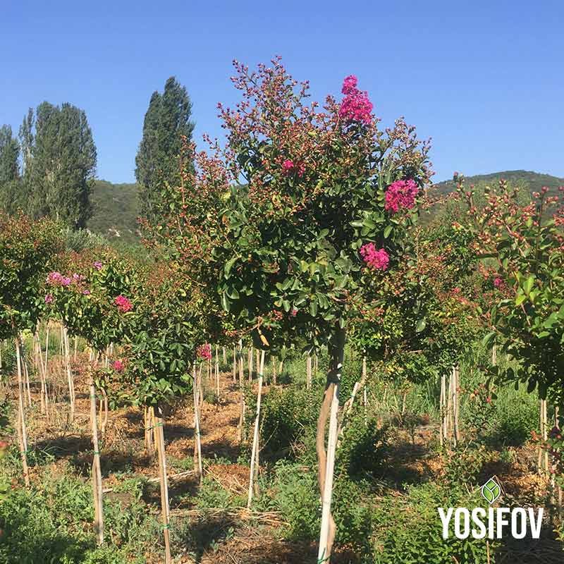 "Индийски люляк в разсадник Йосифов - колекция от млади храстовидни растения в контейнери