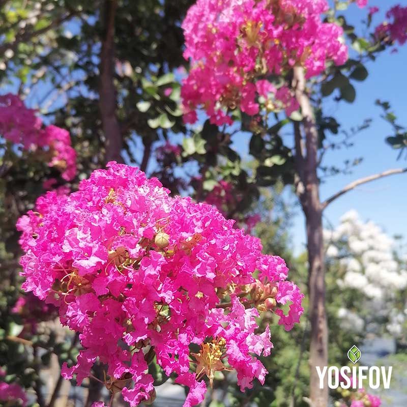 Цъфтящ Индийски люляк с наситено розови цветове, едри съцветия от разсадник