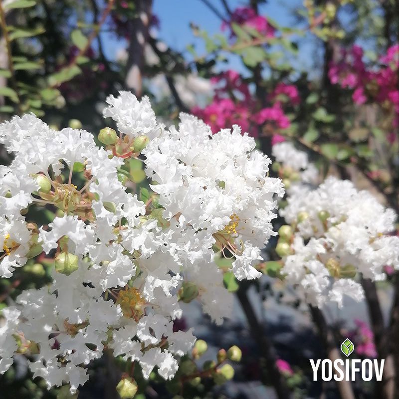 Бял Индийски люляк в цъфтеж, луксозни чисто бели цветове в контейнерно производство