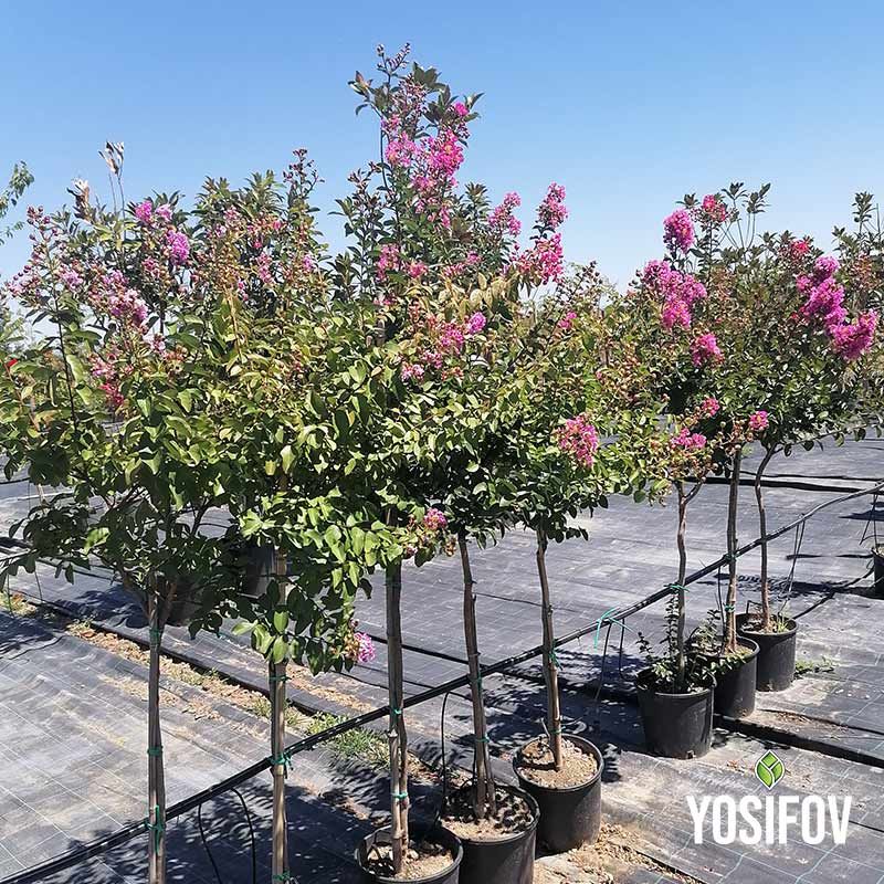 Индийски люляк в саксии, професионално отгледани храсти с розови цветове