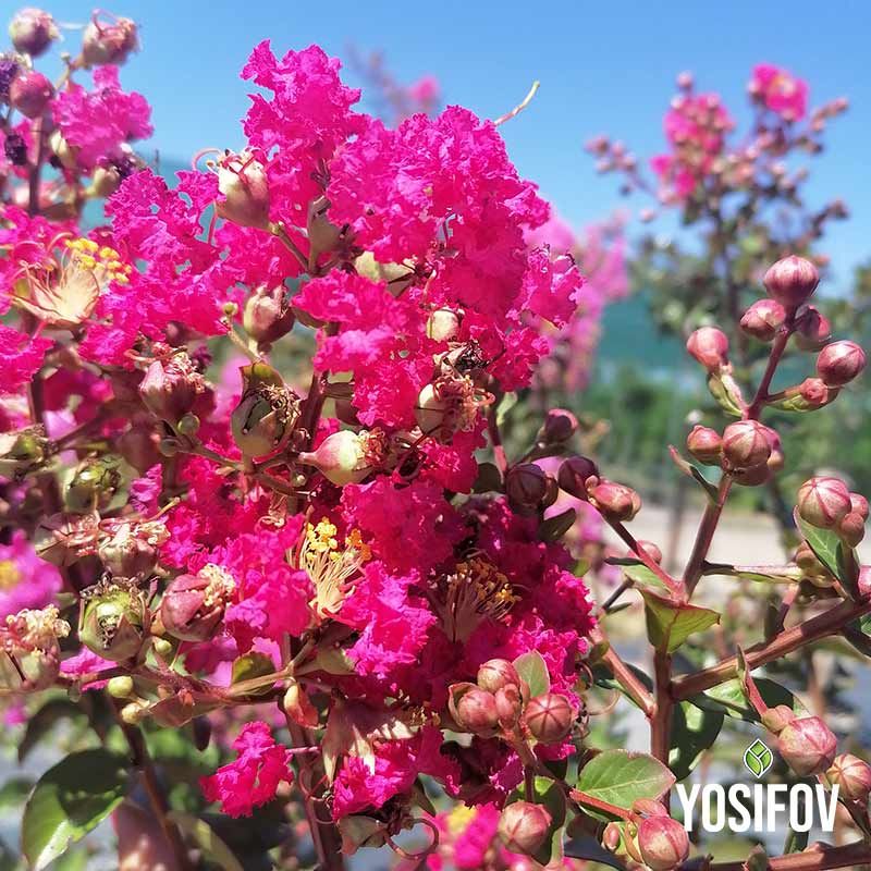 Близък план на наситено червени цветове от Индийски люляк, Lagerstroemia indica