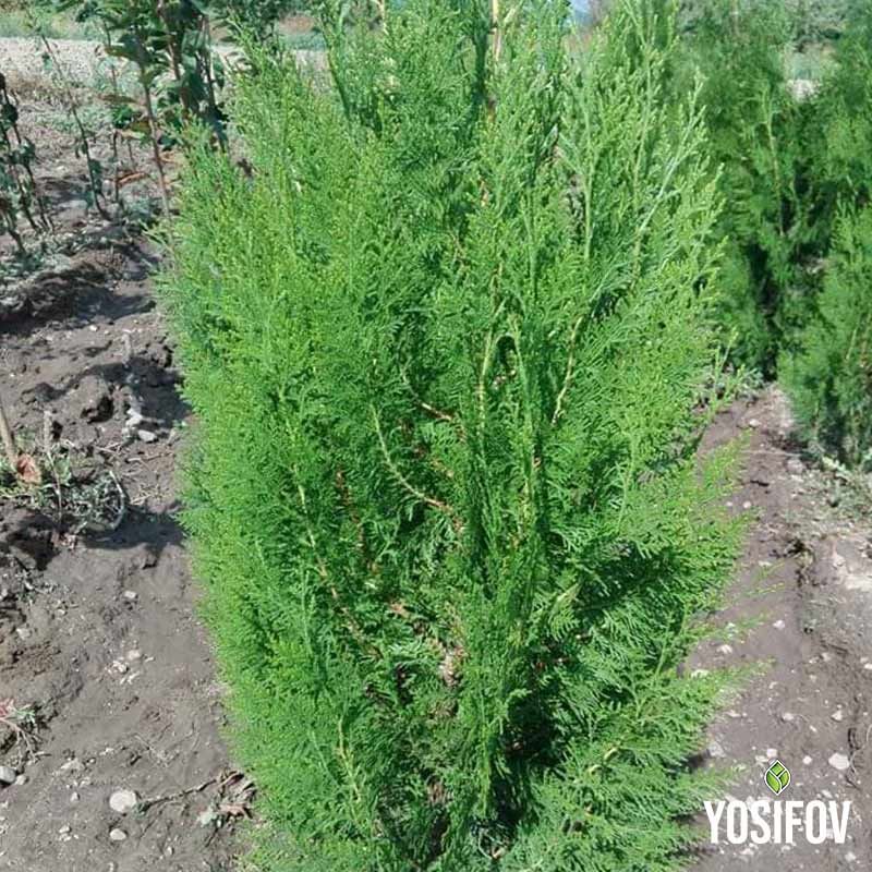 Източна туя в полето