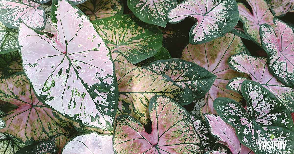 Каладиум: Сенколюбиво растение