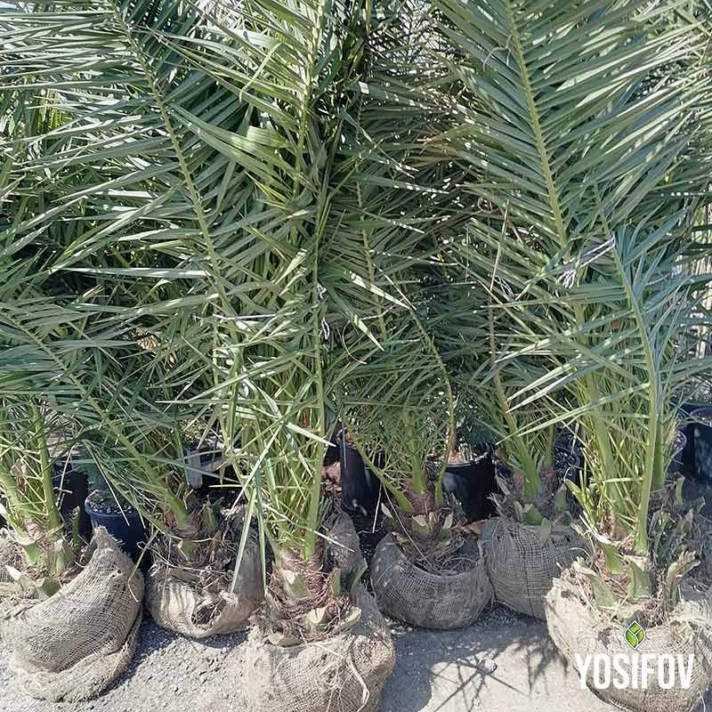 Phoenix Canariensis - Финикова Палма от Разсадник Йосифов