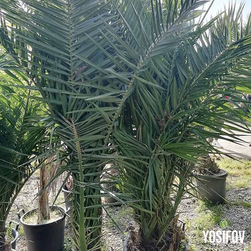 Канарска Финикова Палма в саксия от разсадник Йосифов