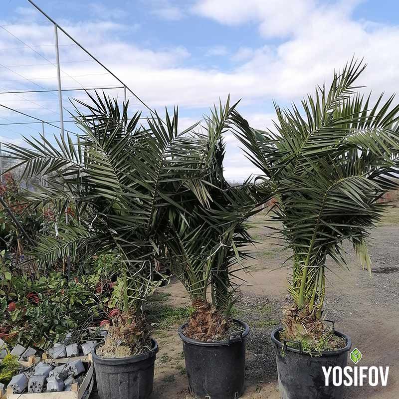 Канарска Финикова Палма от Разсадник Йосифов