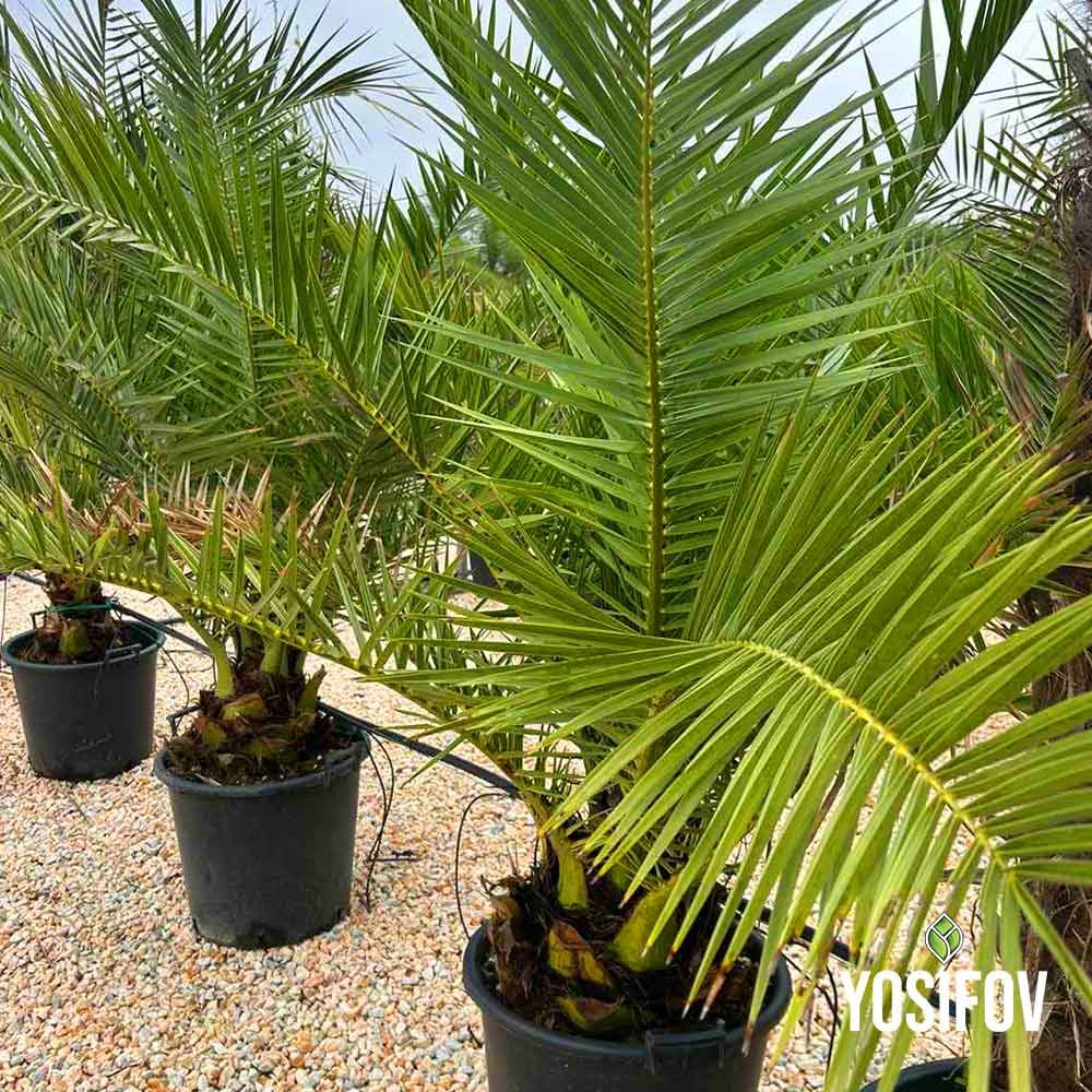 Канарска палма в саксия от разсадник Йосифов