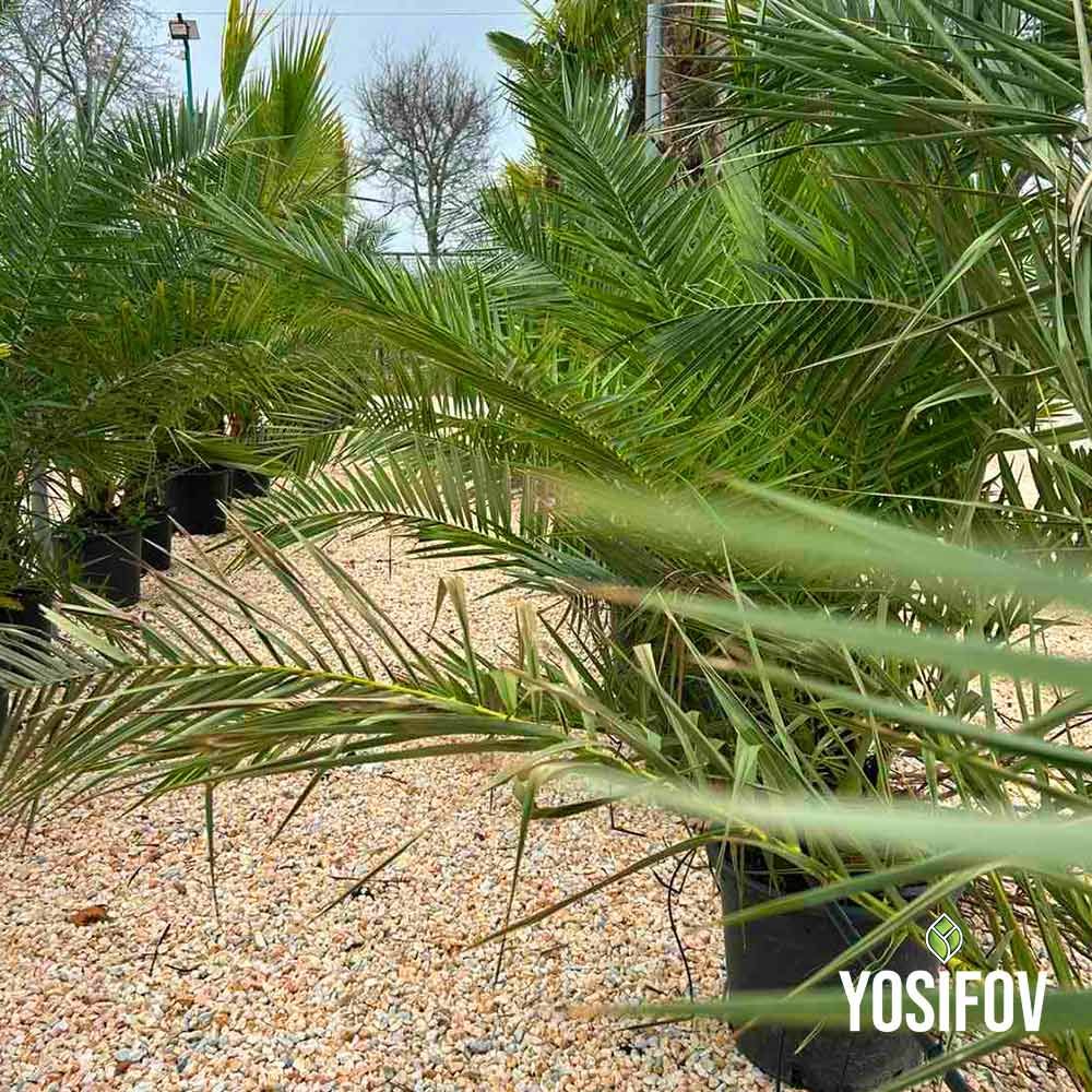 Млада Канарска палма в саксия от разсадник Йосифов