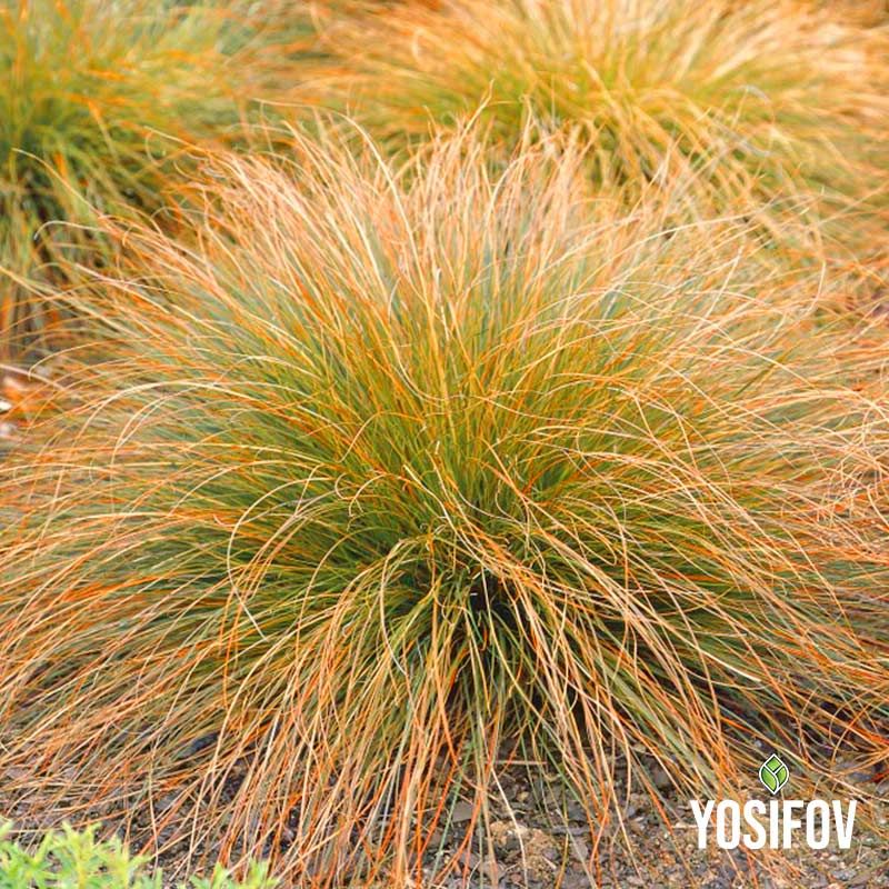 Карекс "Оранжев пламък" в саксия от разсадник Йосифов