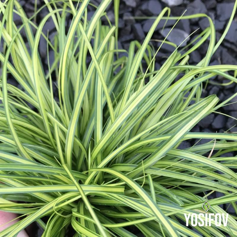 Карекс трева "Леден танц" в саксии от разсадник Йосифов