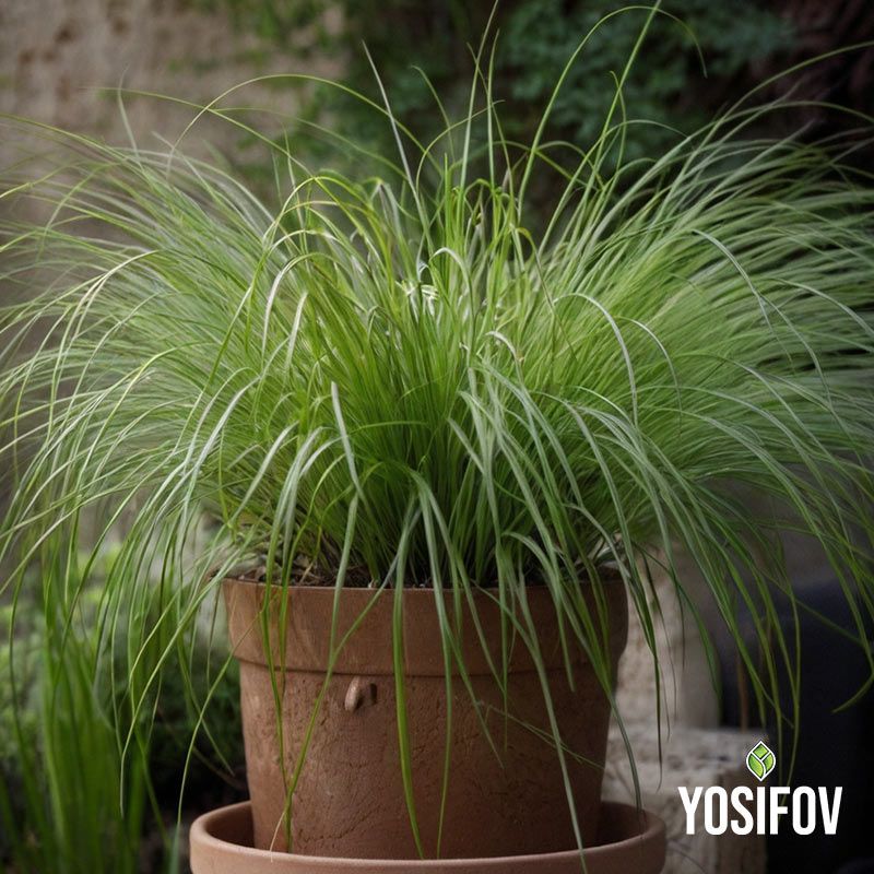 Карекс "Зелен феникс" от разсадник Йосифов