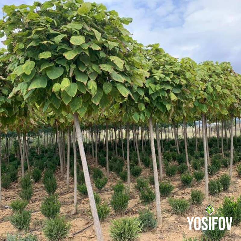 Каталпа: Кълбовидна от разсадник Йосифов