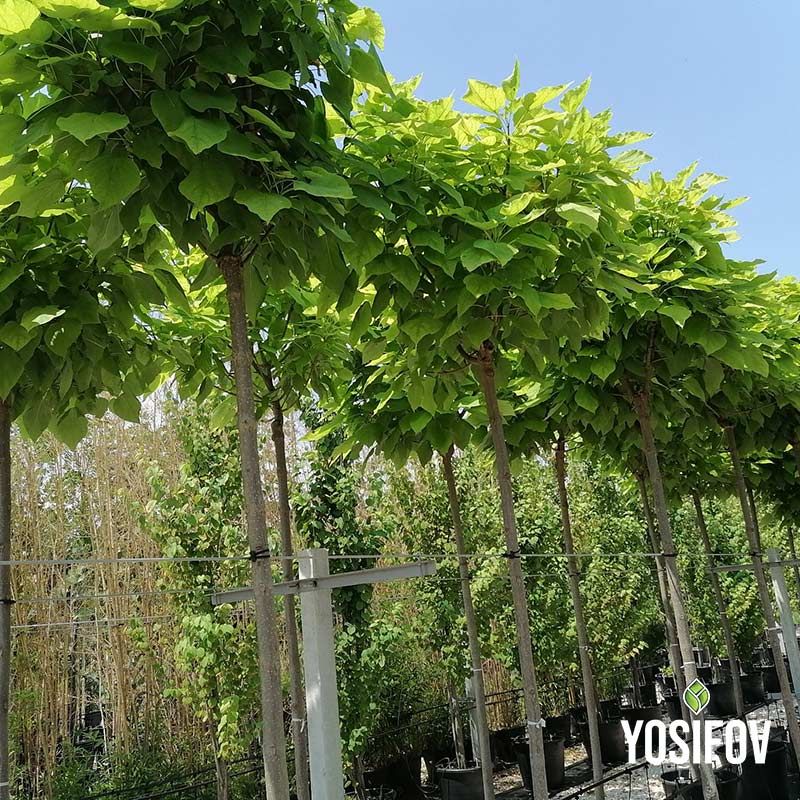 Кълбовидна Каталпа от специализиран разсадник Йосифов