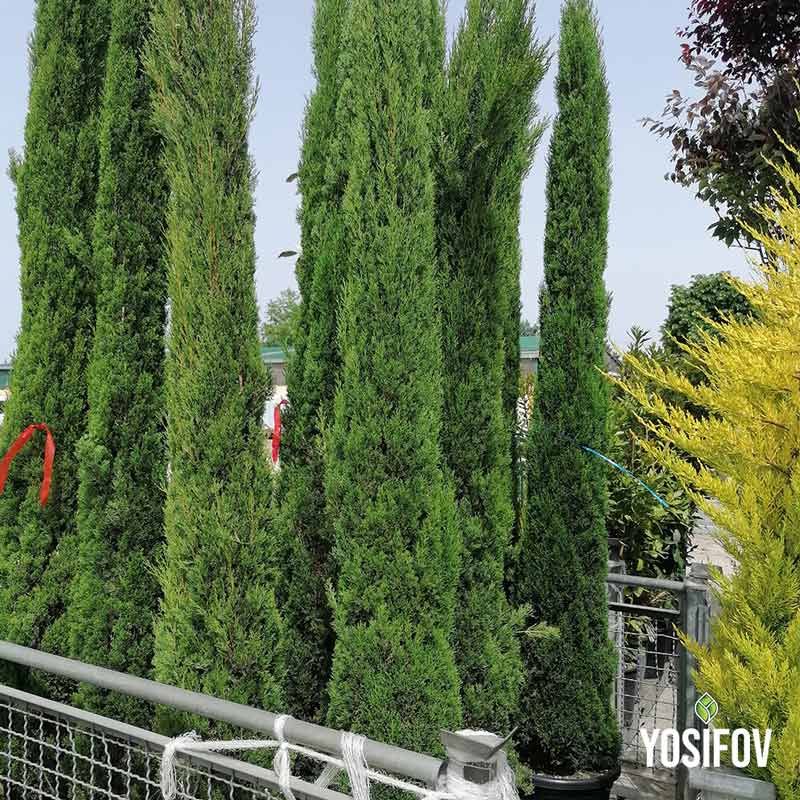 Кипарис Тотем отгледан в Разсадник Йосифов