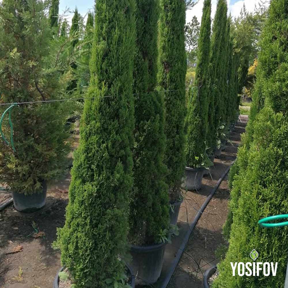 Кипарис тотем цени според височина и контейнер