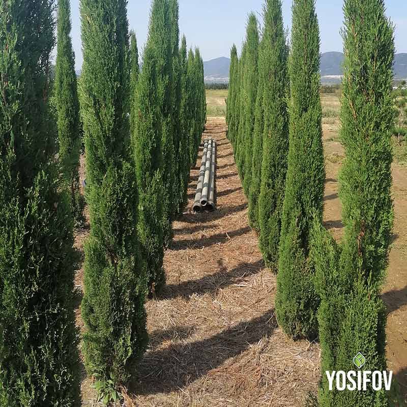 Cupressus sempervirens - Totem