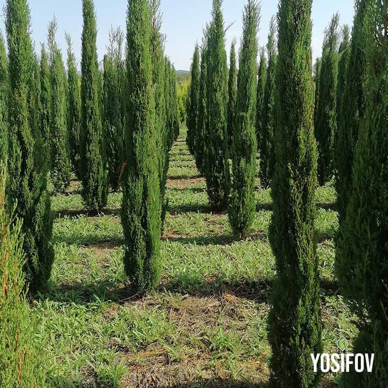 Кипарис Тотем (Cupressus sempervirens - Totem) - Разсадник Йосифов