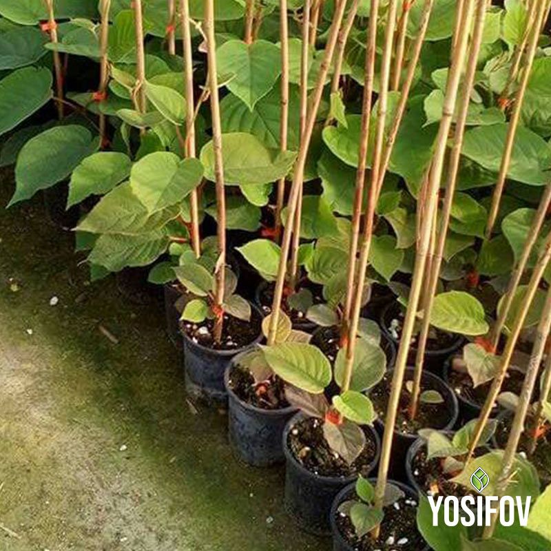 Разсад от катерливи киви (Хейуърд) в разсадник Йосифов. Млади растения с бамбукови опори в контейнери.