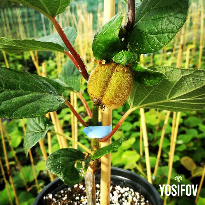 Киви снимано в близък план