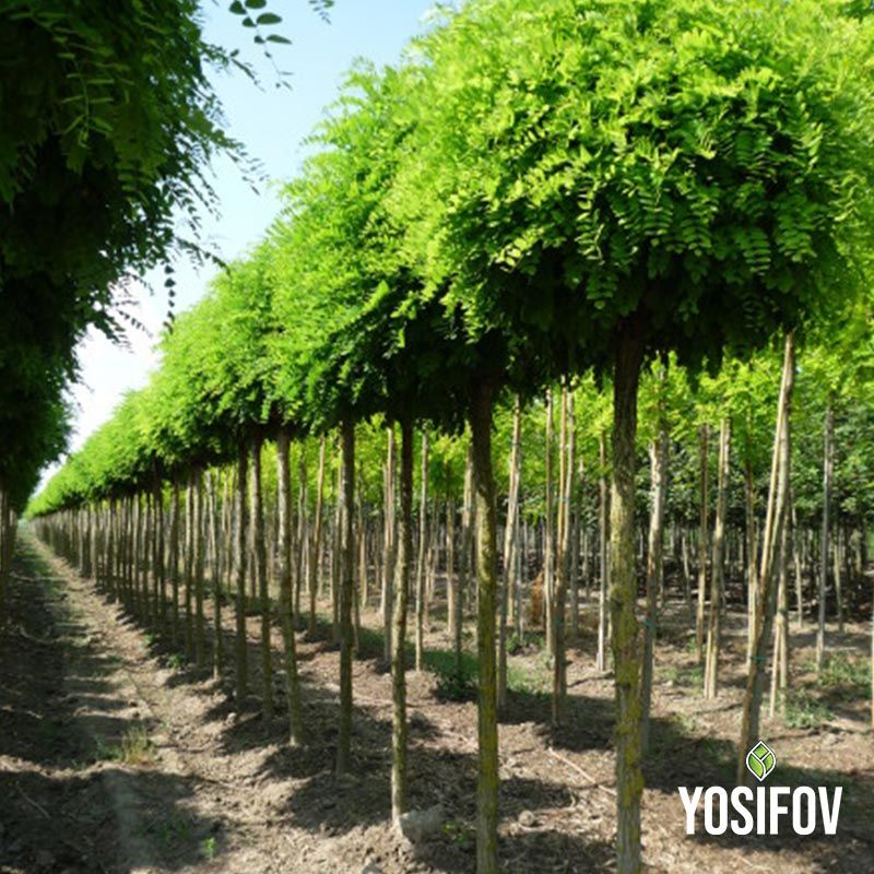 Кълбовидна акация от разсадник Йосифов