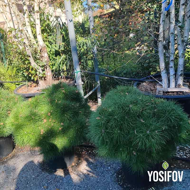 пинуси брепо от разсадник