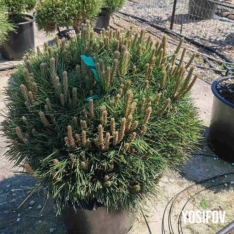 пинус брепо кълбовиден