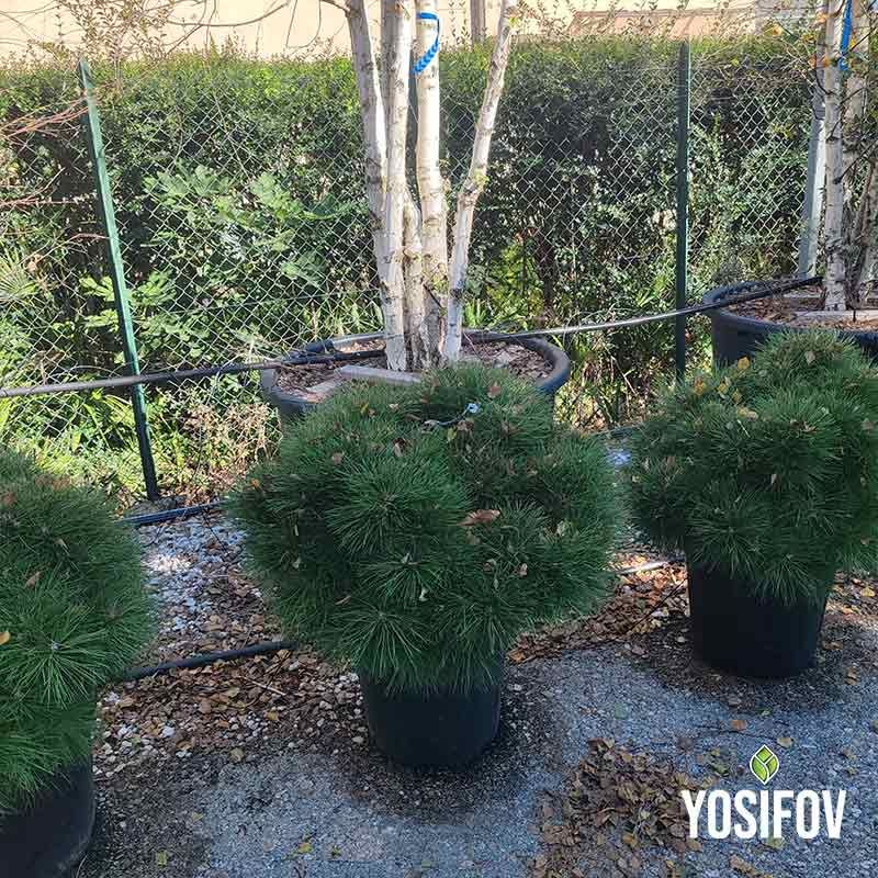 Брепо джудже храст