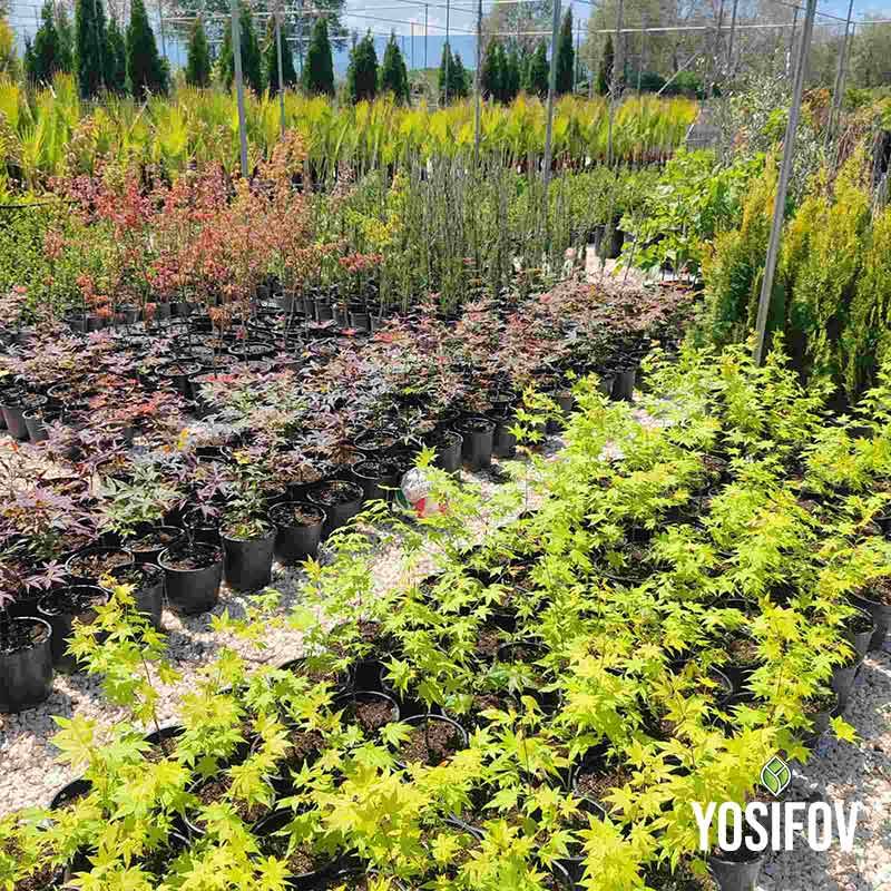 Summer gold Клен в саксия от разсадник Йосифов