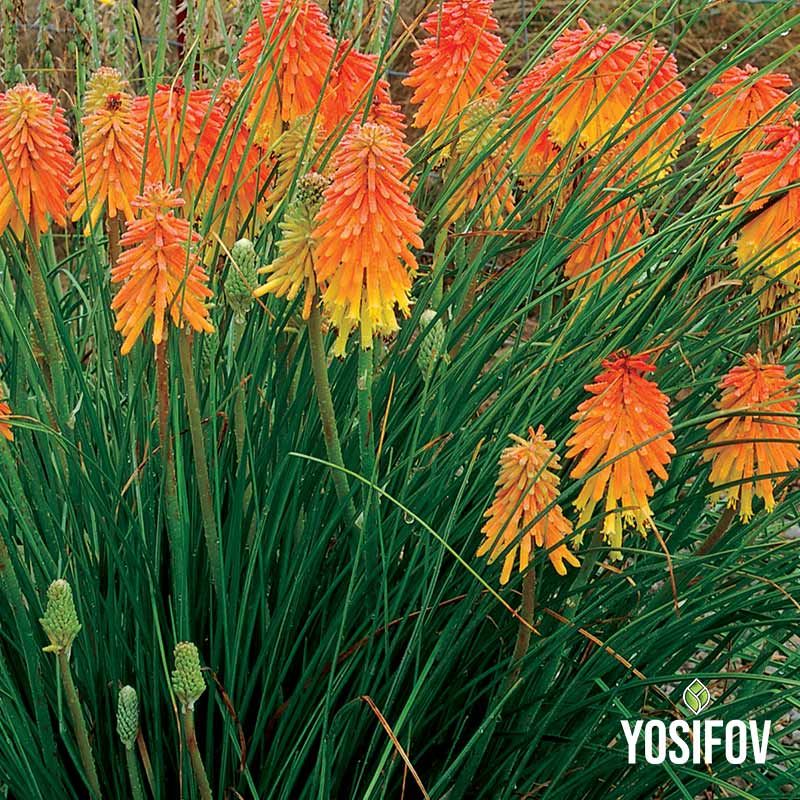 Декоративна трева Книфофия (Kniphofia) от разсадник в контейнер
