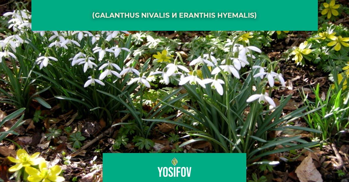 Кокичета - почвопокривни растения за озеленяване