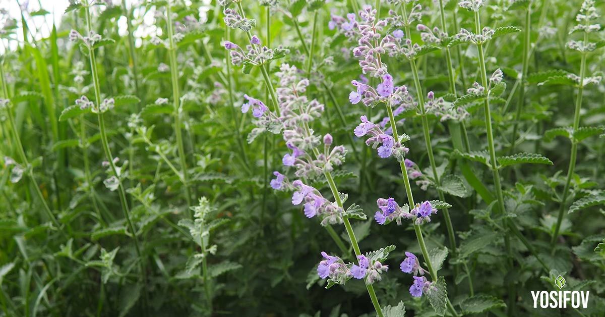 Котешка мента в озеленяване