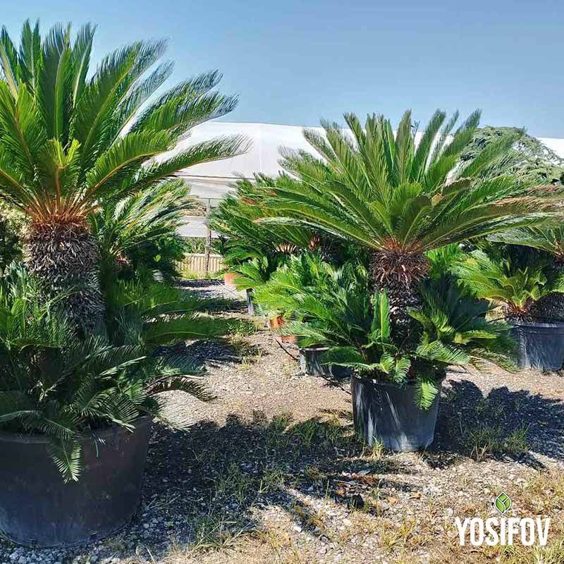 Кралски Цикас Палма в саксия от Разсадник Йосифов