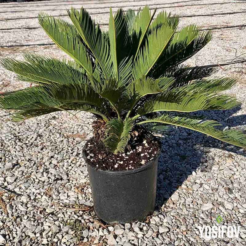 Палма Цикас от Разсадник Йосифов