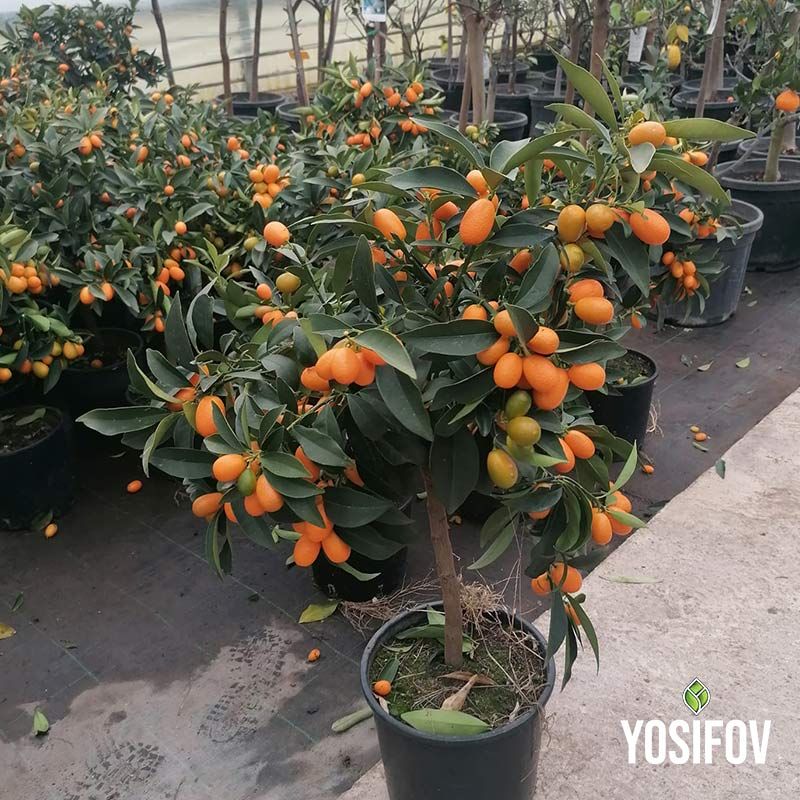 Кумкват в саксия от разсадник на най-добри цени