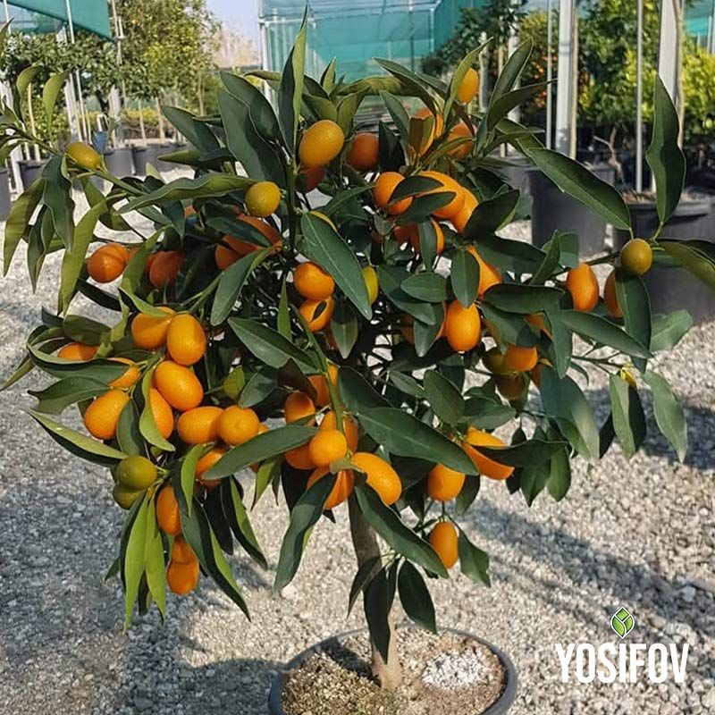 Кумкуат с плодове в саксия от разсадник Йосифов